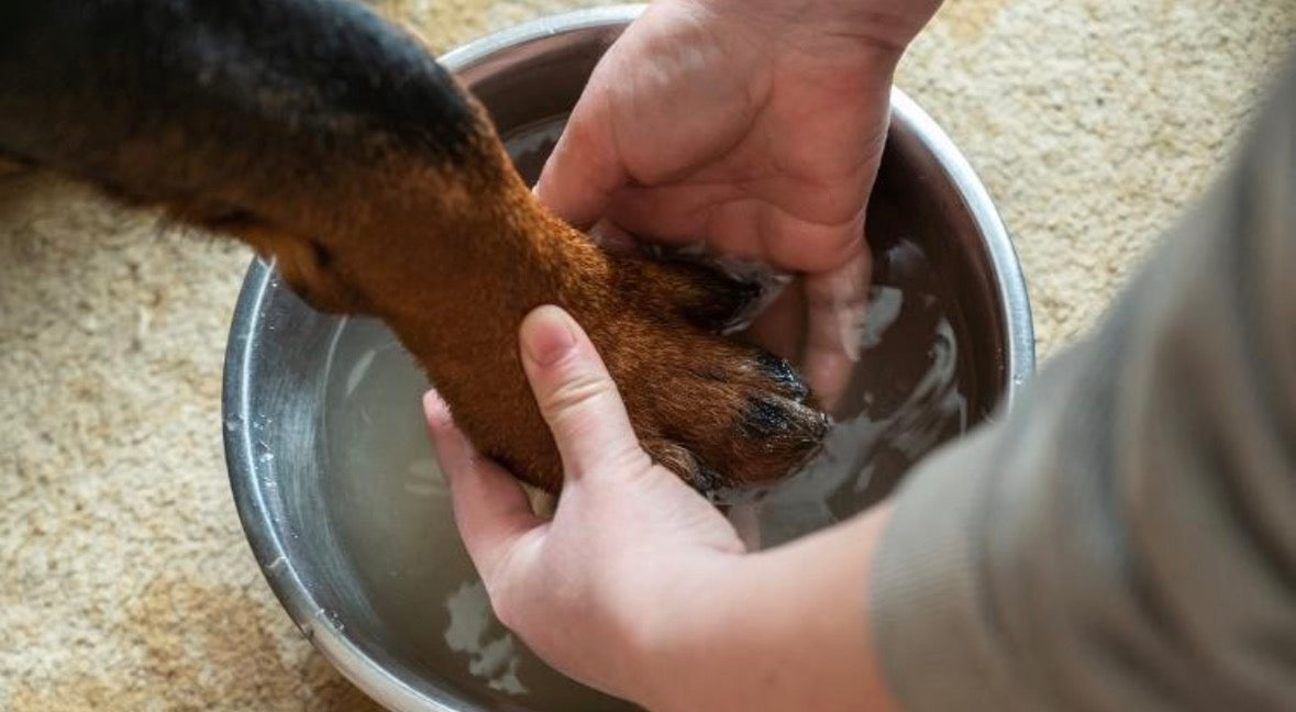 How to Clean Your Dog's Paws After Walks - The PetTrail