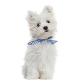 Washable Pet Bandana - The PetTrail