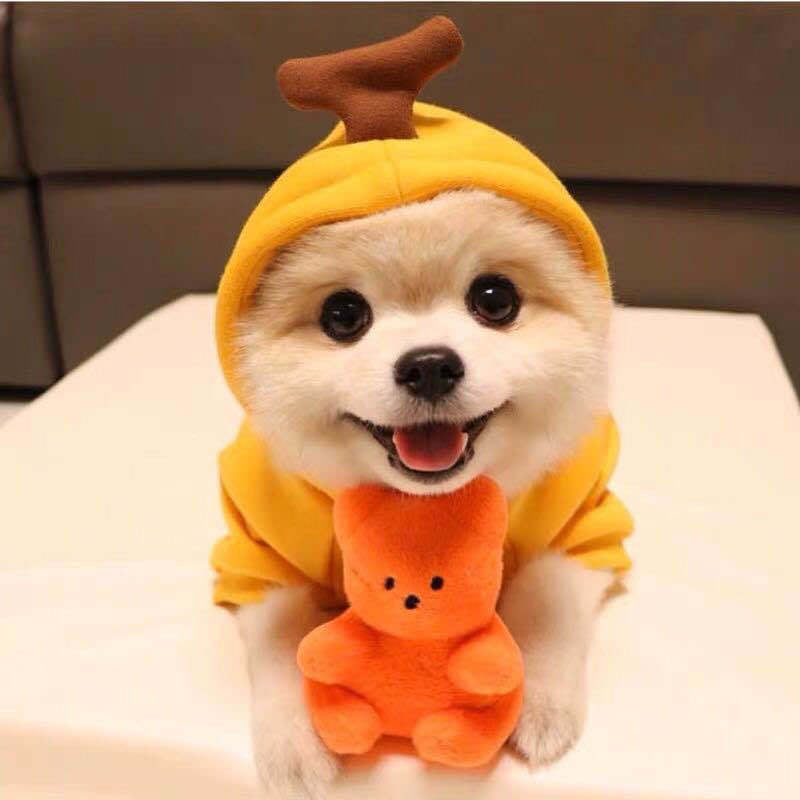 Fruit Print Fleece Dog Hoodie – Warm Winter Pet Sweater - The PetTrail