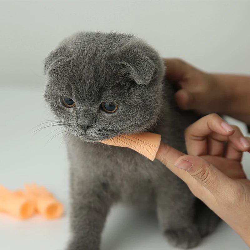 Interactive Cat Finger Toy for Play - The PetTrail