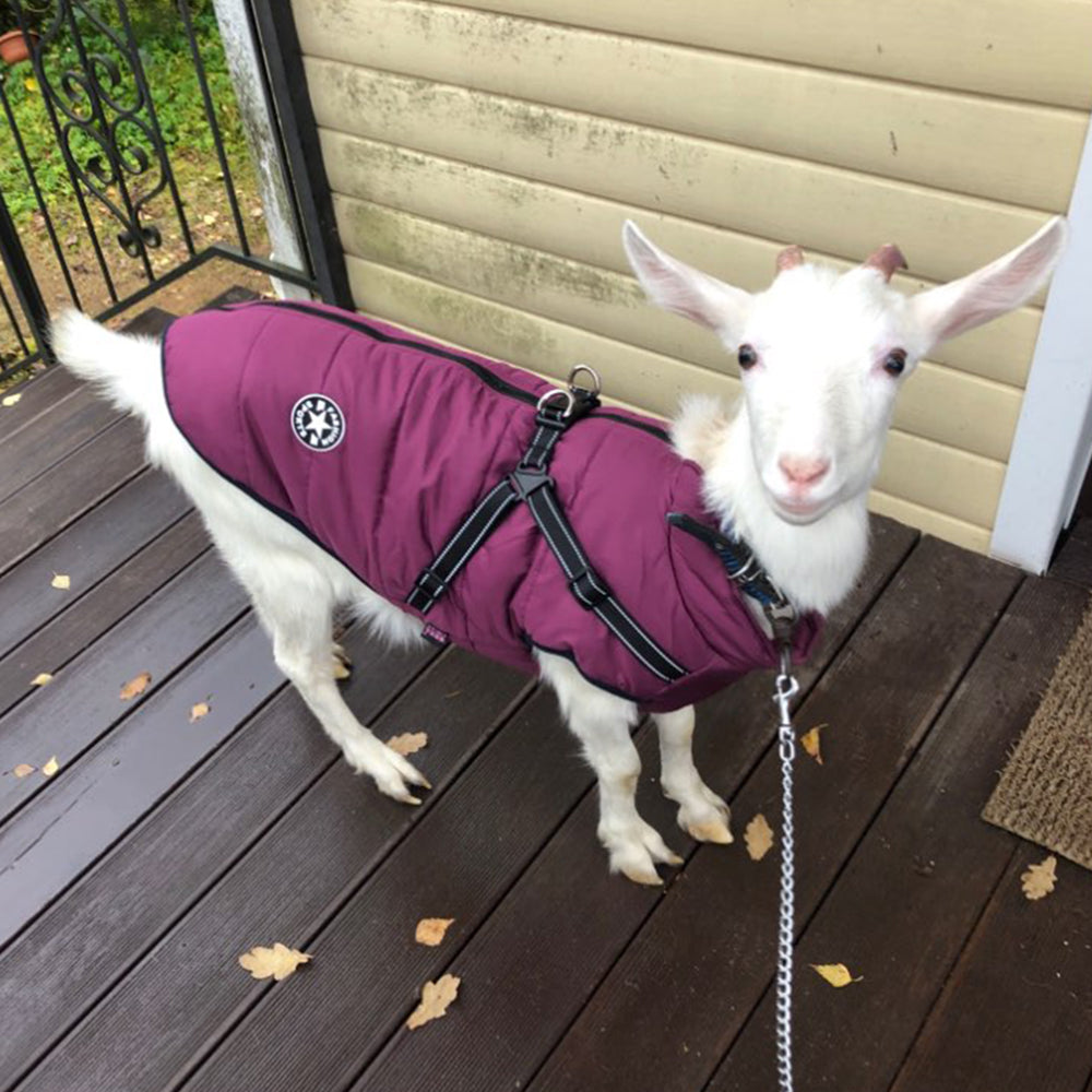 Waterproof Dog Coat with Harness – Warm Winter Jacket - The PetTrail