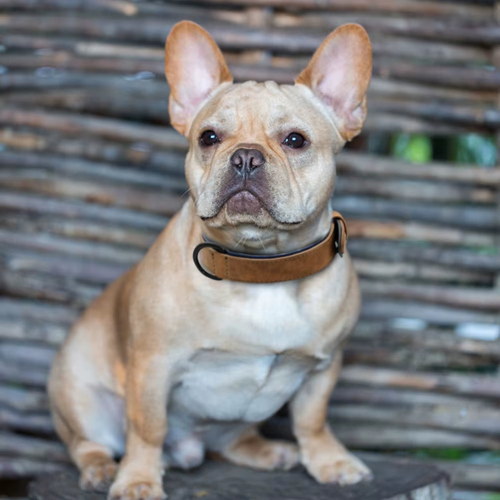 Leather Dog Collar - Soft Padded Adjustable Collar - The PetTrail
